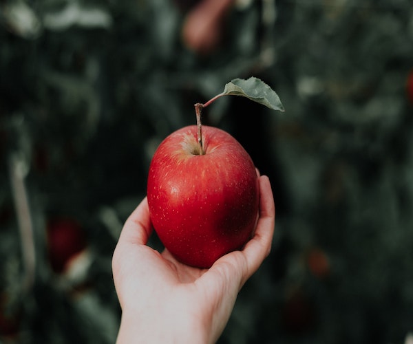 picture of a hand holding an apple with one green leaf off the head of the apple.