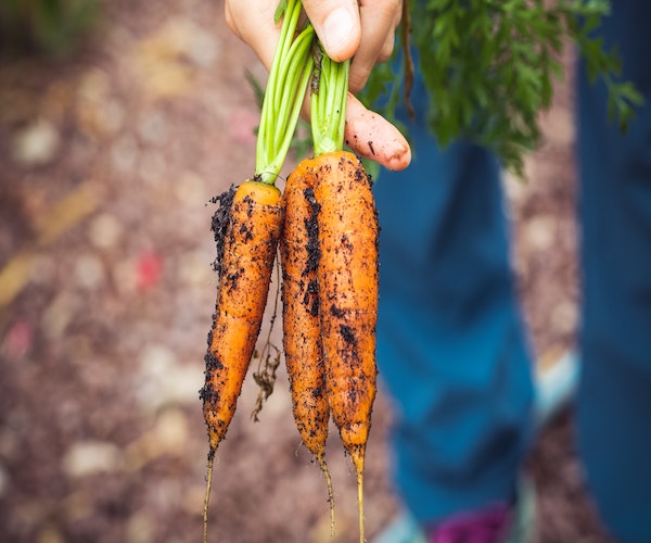 a personn holding 3 newly pulled carrots from soil.