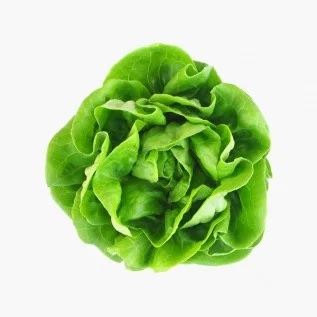 image of butter lettuce